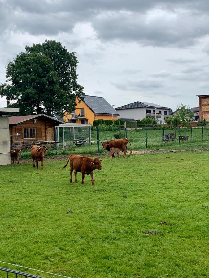 Ferienwohnung Zur Dexter-Zucht Coswig Coswig  Exterior photo